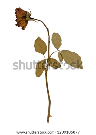 Rose withered,dry,dead and vintage isolated on white background with clipping path. Concept bad Valentine's day.