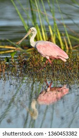 Roseate Spoonbill (Ajaia Ajaja)