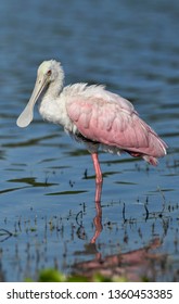 Roseate Spoonbill (Ajaia Ajaja)