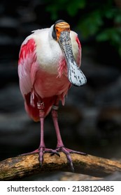 Roseate Spoonbill (Ajaia Ajaja) Bird