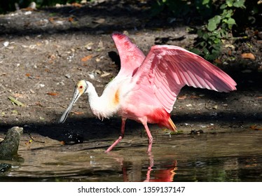 Roseate Spoonbill (Ajaia Ajaja), Florida