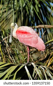 Roseate Spoonbill (Ajaia Ajaja), Florida