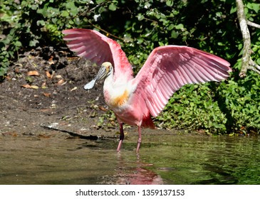 Roseate Spoonbill (Ajaia Ajaja), Florida