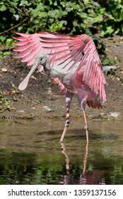 Roseate Spoonbill (Ajaia Ajaja), Florida