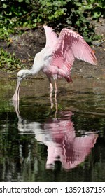 Roseate Spoonbill (Ajaia Ajaja), Florida