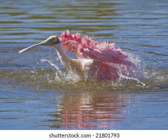 Roseate Spoonbill, Ajaia Ajaja. Pink Splash.