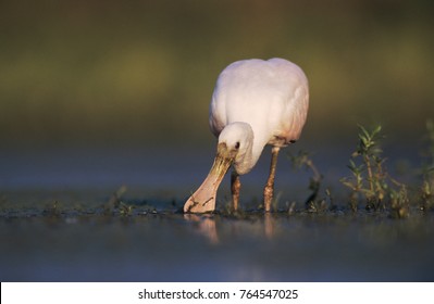 Roseate Spoonbill, Ajaia Ajaja,young, Lake Corpus Christi, Texas, USA, June