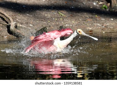 Roseate Spoonbill Bathing (Ajaia Ajaja), Florida