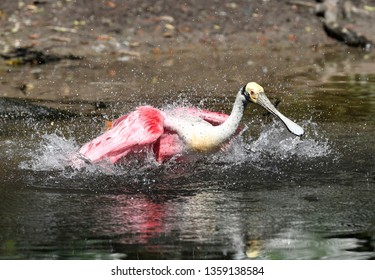 Roseate Spoonbill Bathing (Ajaia Ajaja), Florida