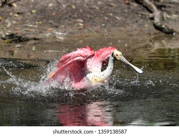 Roseate Spoonbill Bathing (Ajaia Ajaja), Florida