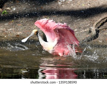 Roseate Spoonbill Bathing (Ajaia Ajaja), Florida