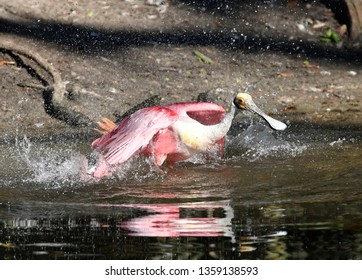 Roseate Spoonbill Bathing (Ajaia Ajaja), Florida