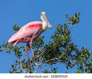 Roseate Spoonbill In Florida, USA.