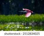 Roseate Spoonbill flying over nesting site at Orlando Wetlands in Florida.