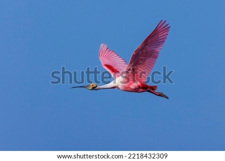 Roseate spoonbill flying, Stick Marsh, Florida