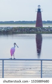 Roseate Spoonbill In Kissimee Waterfront Park, Florida