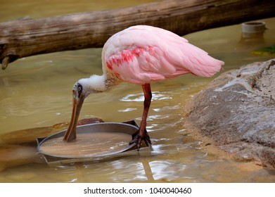 Roseate Spoonbill Latin Name Ajaia Ajaja Feeding