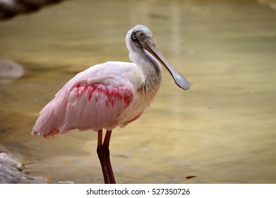 Roseate Spoonbill Latin Name Ajaia Ajaja