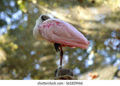 Roseate Spoonbill Latin Name Ajaia Ajaja