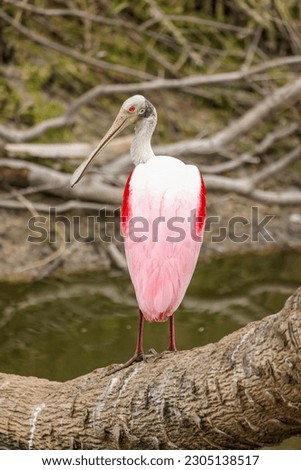 Roseate spoonbill near Kennedy Space Centre