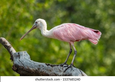 152 Baby spoonbill Images, Stock Photos & Vectors | Shutterstock