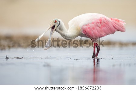 Roseate Spoonbill on the Beach in Florida 
