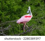 Roseate Spoonbill on Green tree