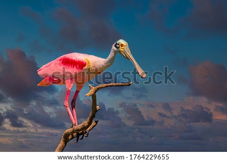 Roseate Spoonbill Perched On Branch Against Very Dramatic Cloudy Sky