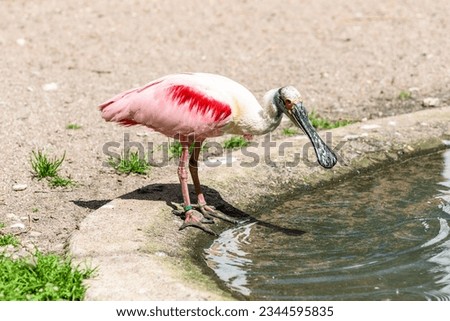 Roseate Spoonbill (Platalea ajaja) bird in the Zoo Dortmund, North Rhine-Westphalia, Germany