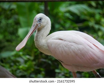 roseate spoonbill (Platalea ajaja) is a gregarious wading bird of the ibis and spoonbill family standing near pond