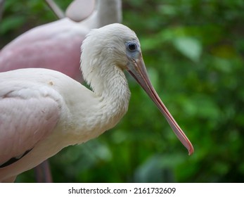 roseate spoonbill (Platalea ajaja) is a gregarious wading bird of the ibis and spoonbill family standing near pond