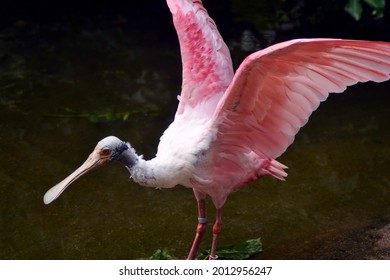 Roseate Spoonbill Platalea ajaja pink small aquatic bird in the lake