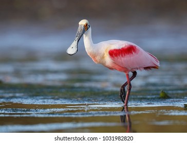 Roseate Spoonbill (Platalea ajaja) wading in a shallow lagoon - Pinellas County, Florida - Powered by Shutterstock