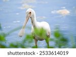 A roseate spoonbill standing in water with a blurred green foreground. West Palm Beach, Florida