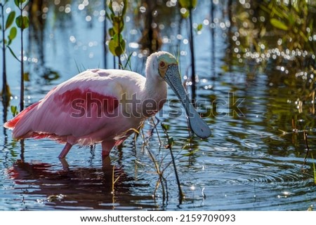 Roseate Spoonbill strikes a pose