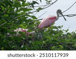 Roseate Spoonbill in a tree