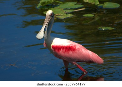 A roseate spoonbill wading in a serene pond with vibrant pink plumage and lush green foliage. - Powered by Shutterstock