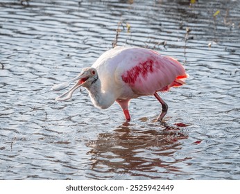 roseate spoonbill wading through the water in the marsh - Powered by Shutterstock