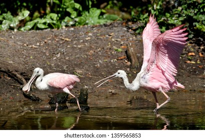 Roseate Spoonbills (Ajaia Ajaja), Florida