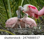 Roseate Spoonbills Dad brought food and excitement to the hungry chicks.