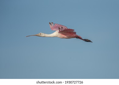 Roseate Spoonbills At Fort De Soto Park 