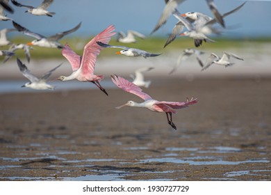 Roseate Spoonbills At Fort De Soto Park 