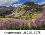 Rosebay willowherb, Chamaenerion pink flowers growing in the Pyrenees mountains, Vall d