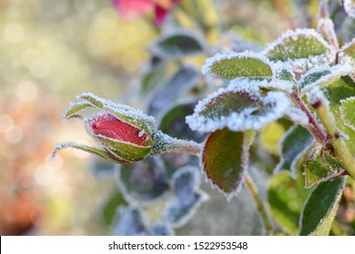 Rosebud in autumn after a night frost  - Powered by Shutterstock
