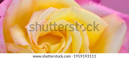Rosebud with pink petals .Background opened rose bud.