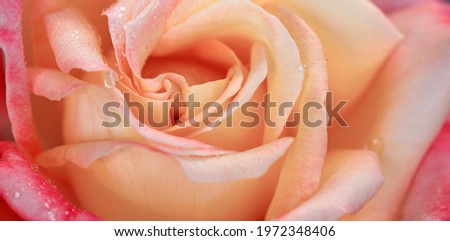 Rosebud with pink petals .Background opened rose bud.
