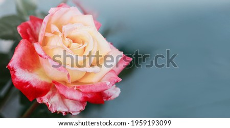 Rosebud with pink petals isolated on gray background.
