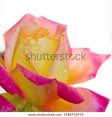 Rosebud with pink petals isolated on white background.