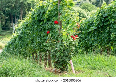 Rosebush At The Foot Of The Vines In Béarn