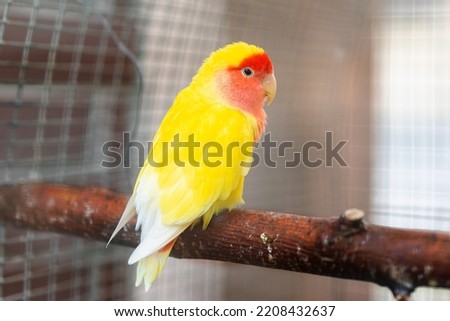 The Rose-cheeked Lovebird parrot Agapornis roseicollis sits on a caged branch